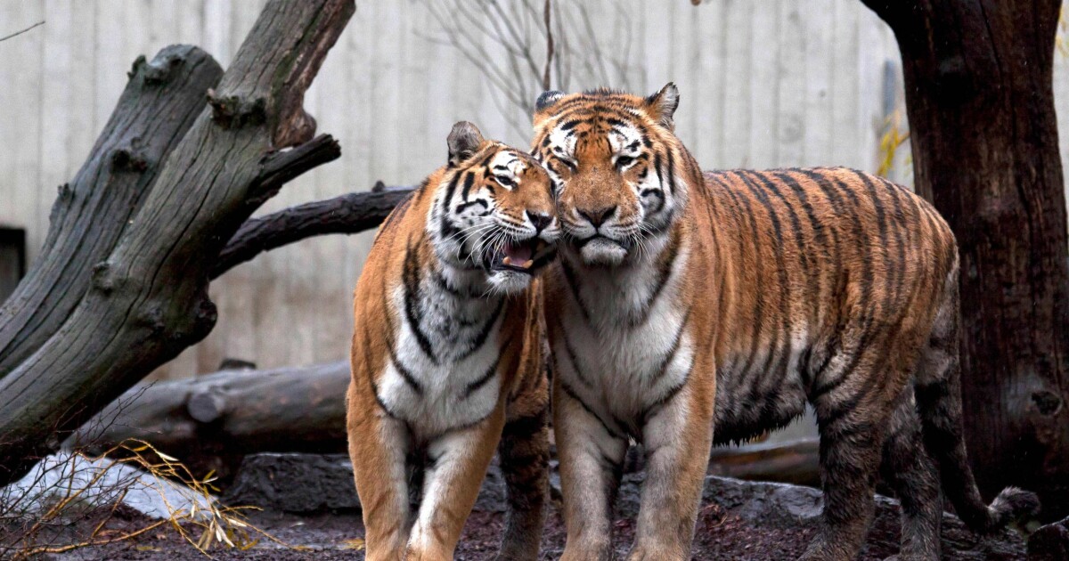 Tiger dating: can tigers find love in faeces?