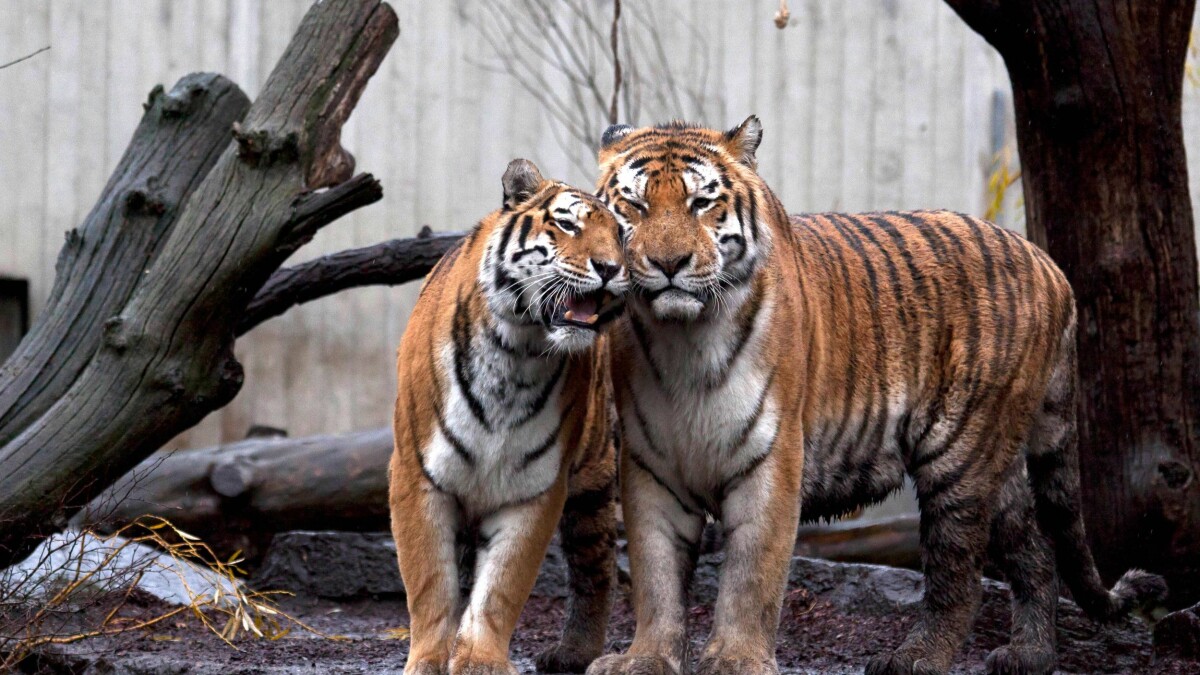 Tiger dating: can tigers find love in faeces?