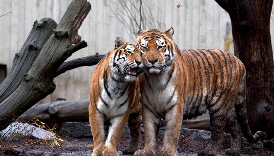 The three tigers in Copenhagen Zoo are members of the Siberian tiger subspecies (Panthera tigris altaica). They are part of a highly threatened species. No more than 400 of these tigers are thought to live in the wild today. (Photo: Frank Rønsholt)