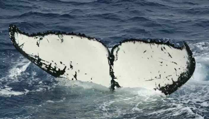 Humpback whales fuel up for a long trip