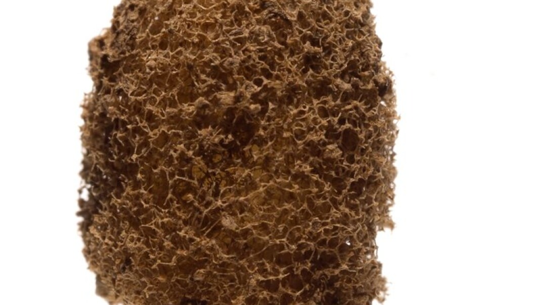 It was in this 200 million-year-old cocoon that the researchers found the Vorticella (see picture below). The researchers believe there is much more to be found in this type of fossil. (Photo: Hans Kemp) It was in this 200 million-year-old cocoon that the researchers found the Vorticella (see picture below). The researchers believe there is much more to be found in this type of fossil. (Photo: Hans Kemp)