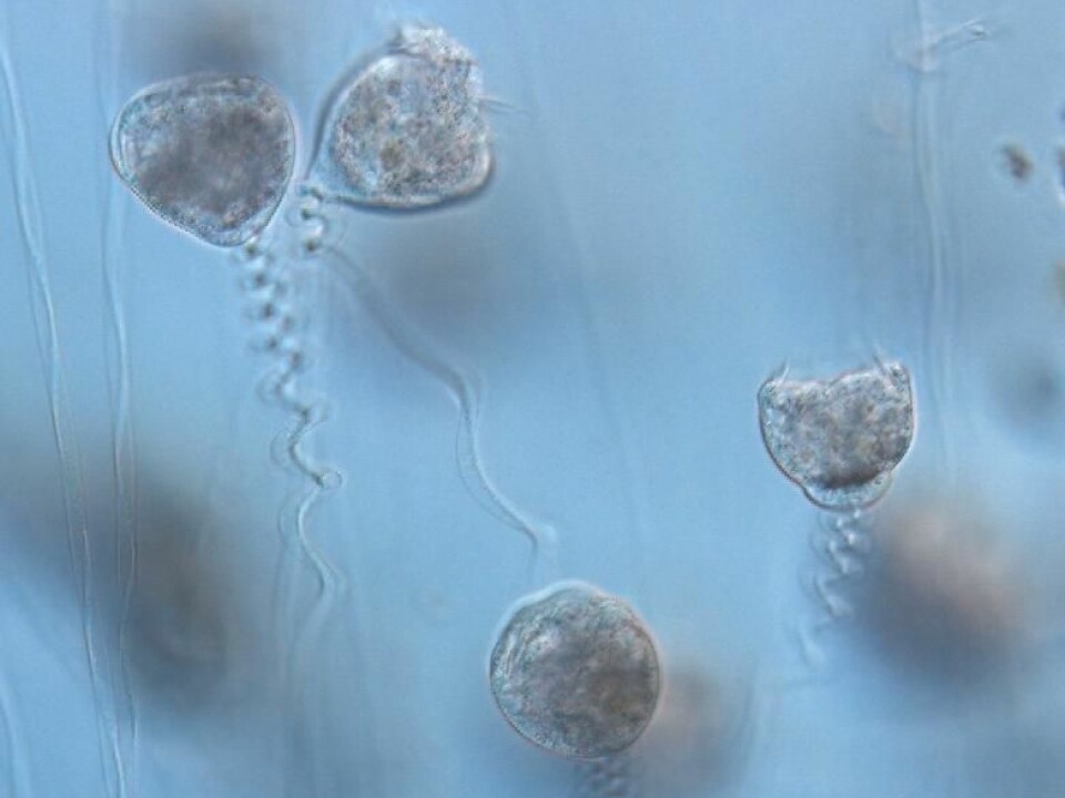 It’s extremely rare for scientists to find fossils of animals that didn’t have hard parts such as bones. Vorticellae dissolve rapidly after dying, which is why they cannot form a fossil under normal circumstances. This picture shows how the unicellular Vorticellae look today. (Photo: Benjamin Bomfleur)