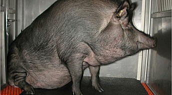 Protein can cause lifestyle diseases in fat pigs
