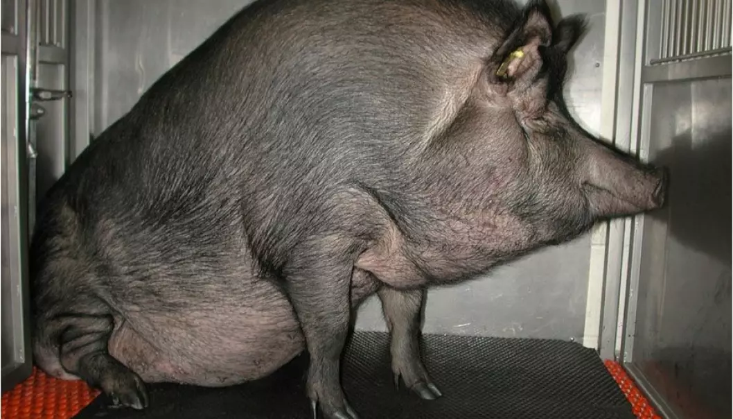 A fat Ossawa Island Hog. (Photo: Indiana University)