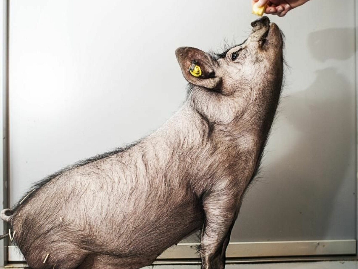 Cloned pigs help fight human killer disease