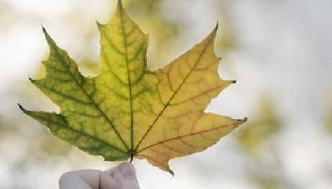 The link, according to the new theory, between the size of the tree and the leaves is associated with the flow of sugars in the trees’ vascular system. (Photo: Colourbox) The link, according to the new theory, between the size of the tree and the leaves is associated with the flow of sugars in the trees’ vascular system. (Photo: Colourbox)