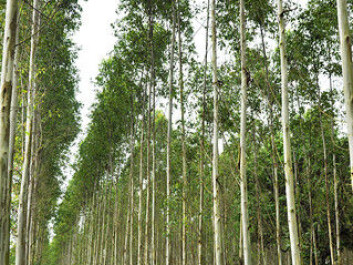 The tallest trees with ‘real’ leaves are eucalyptus trees. They can grow up to 100-110 metres high with leaves between 10 and 30 cm. (Photo: Colourbox) The tallest trees with ‘real’ leaves are eucalyptus trees. They can grow up to 100-110 metres high with leaves between 10 and 30 cm. (Photo: Colourbox)