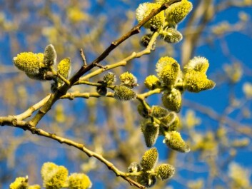 Registering pollen counts in the air is more accurate than simply assuming that spring means plenty of pollen. Pollen concentrations differ from place to place and from year to year. (Photo: Colourbox) Registering pollen counts in the air is more accurate than simply assuming that spring means plenty of pollen. Pollen concentrations differ from place to place and from year to year. (Photo: Colourbox)