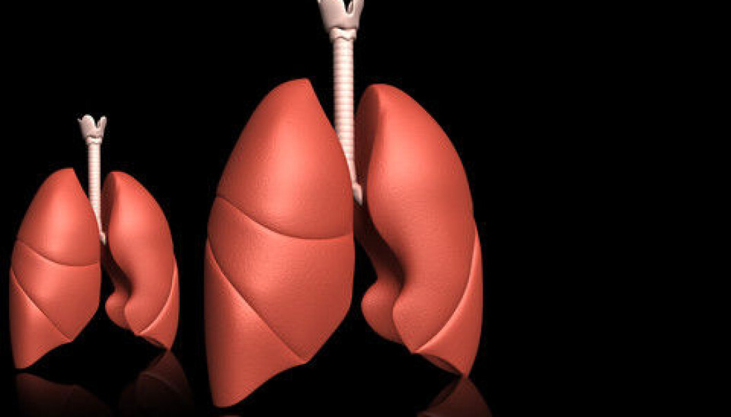 The combination of the lung tissue’s large surface area and the strong blood supply increases the risk of stressing the cells when we smoke. This could lead to COPD and cuts of the cells’ telomeres. (Illustration: Colourbox) The combination of the lung tissue’s large surface area and the strong blood supply increases the risk of stressing the cells when we smoke. This could lead to COPD and cuts of the cells’ telomeres. (Illustration: Colourbox)