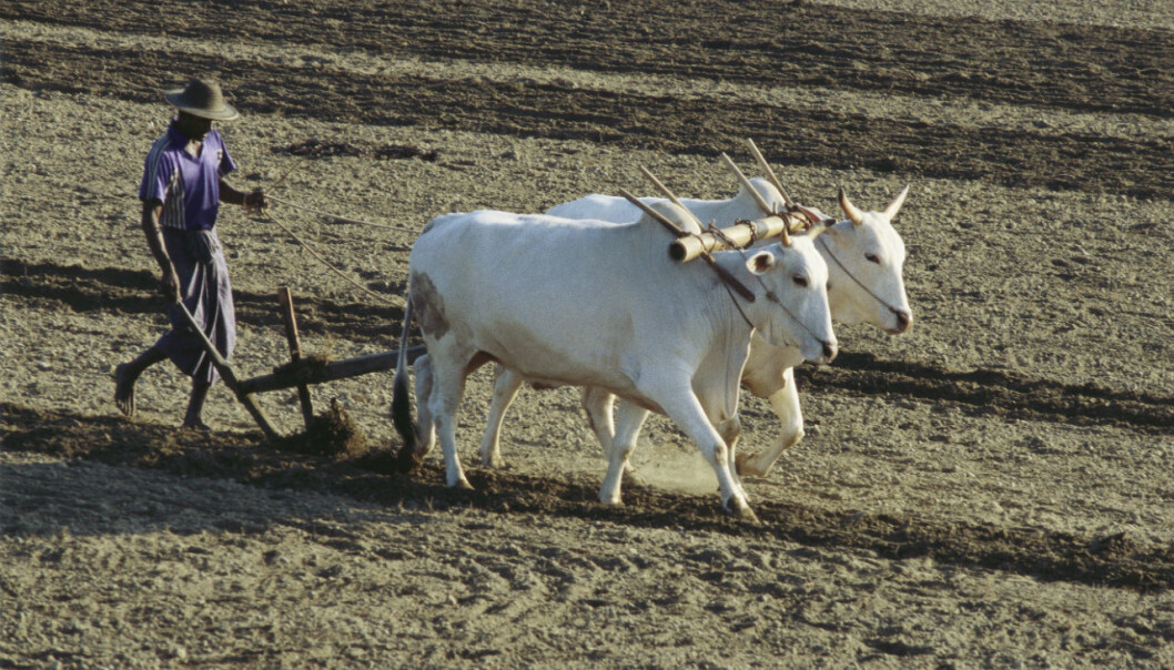 How the heavy plough changed the world