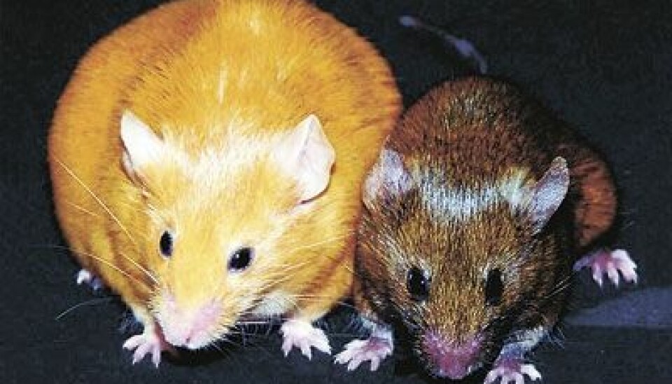 Two one-year-old, genetically identical female mice. It’s clear that it makes a difference which genes are expressed from the DNA. (Photo: Dana Dolinoy, University of Michigan and Randy Jirtle, Duke University)