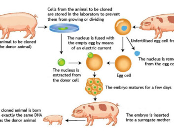 This is how a pig is cloned. This is how a pig is cloned.