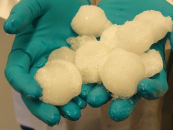 Hailstones as big as chicken eggs are not a rare sight in Slovenia. The live bacteria thrive inside the frozen and soil-polluted water droplets. (Photo: Igor Riva) Hailstones as big as chicken eggs are not a rare sight in Slovenia. The live bacteria thrive inside the frozen and soil-polluted water droplets. (Photo: Igor Riva)