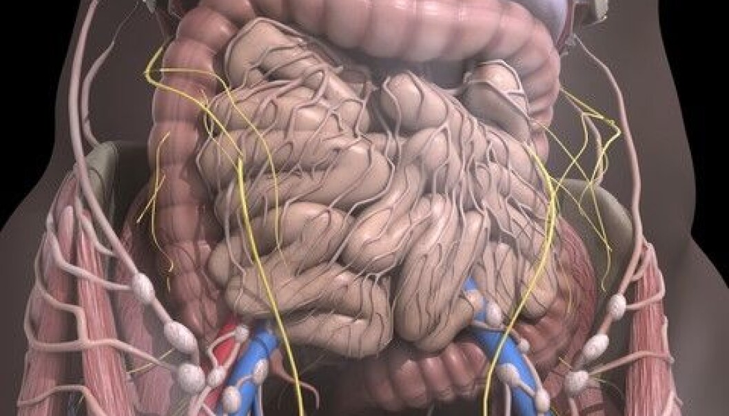 Our intestines are home to trillions of healthy and unhealthy bacteria. Scientists have found that the bacterial flora may have a decisive impact on whether we develop a variety of diseases, including type 2 diabetes. (Photo: Colourbox) Our intestines are home to trillions of healthy and unhealthy bacteria. Scientists have found that the bacterial flora may have a decisive impact on whether we develop a variety of diseases, including type 2 diabetes. (Photo: Colourbox)