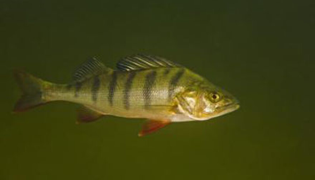 Perch that were exposed to both low and high doses of sedatives became more adventurous and gluttonous. In the long run, this could have a negative effect, not only on the ecosystem, but also in terms of how the fish will evolve. (Photo: Bent Christensen) Perch that were exposed to both low and high doses of sedatives became more adventurous and gluttonous. In the long run, this could have a negative effect, not only on the ecosystem, but also in terms of how the fish will evolve. (Photo: Bent Christensen)