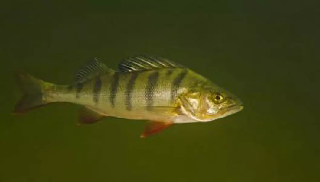 Perch that were exposed to both low and high doses of sedatives became more adventurous and gluttonous. In the long run, this could have a negative effect, not only on the ecosystem, but also in terms of how the fish will evolve. (Photo: Bent Christensen)