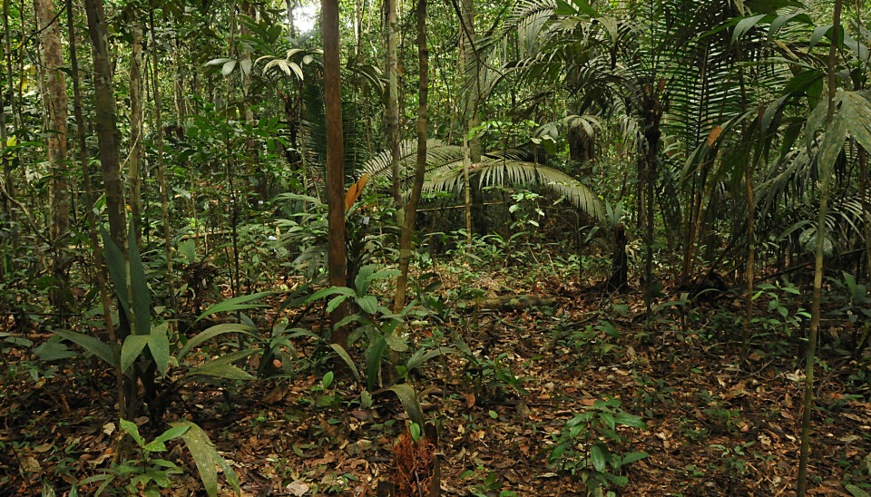Some palms are small shrubs. Others are 60-metre tall trees. This picture, taken in a Brazilian rainforest, shows four different palm species. A new study now shows that palms are very slow at adapting to a changed climate. This is worrying because palms play a crucial role in the ecosystem. (Photo: Dennis Pedersen and Henrik Balslev)