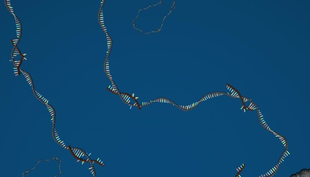 Illustration of a circular microRNA sponge. The sponge has tiny microRNAs bound to it. This prevents the microRNAs from regulating the cell’s genes. (Illustration: Jørgen Kjems) Illustration of a circular microRNA sponge. The sponge has tiny microRNAs bound to it. This prevents the microRNAs from regulating the cell’s genes. (Illustration: Jørgen Kjems)