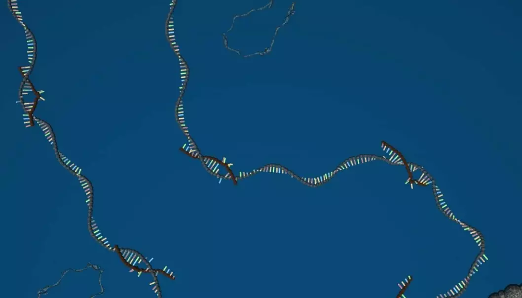 Illustration of a circular microRNA sponge. The sponge has tiny microRNAs bound to it. This prevents the microRNAs from regulating the cell’s genes. (Illustration: Jørgen Kjems)