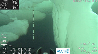 Melting sea ice makes deep-sea animals grow