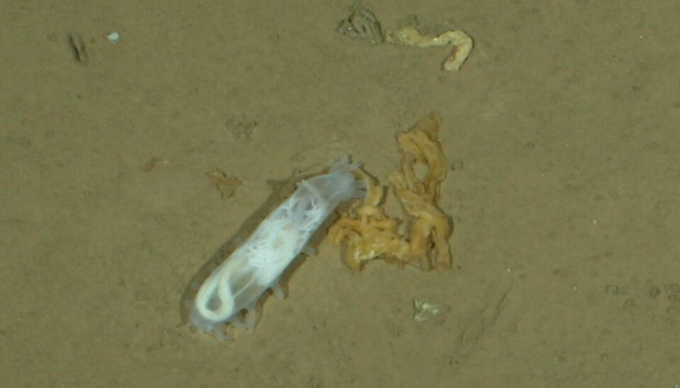 A sea slug that has eaten too many sea-ice algae. (Photo: Alfred Wegener Institute)