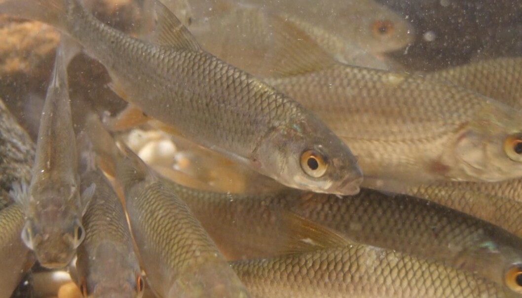 Fish that migrate to streams are less likely to be eaten by predators than fish that remain in the lake. This suggests that winter migration has been developed as an adaption against predation. (Photo: Christian Skov) Fish that migrate to streams are less likely to be eaten by predators than fish that remain in the lake. This suggests that winter migration has been developed as an adaption against predation. (Photo: Christian Skov)
