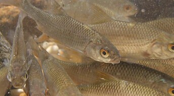 Fish migrate to avoid predators