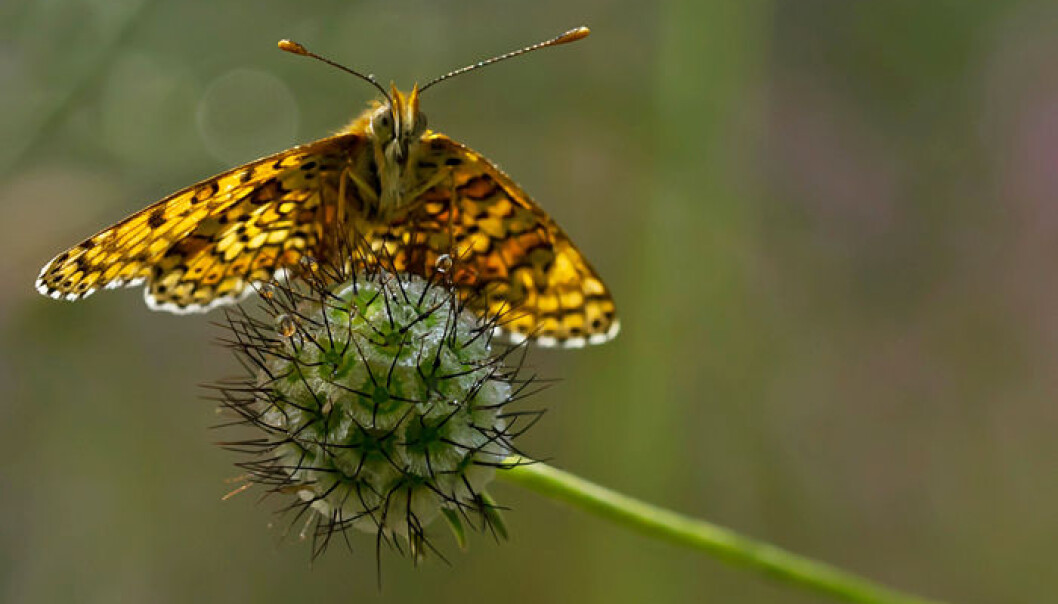 The Glanville Fritallary “checkerspot” butterfly (Melitaea cinxia). This species has adapted to a life on a small island southeast of Helsinki where winds pose the threat of unwanted migration. (Photo: Thomas Delahaye)
The Glanville Fritallary “checkerspot” butterfly (Melitaea cinxia). This species has adapted to a life on a small island southeast of Helsinki where winds pose the threat of unwanted migration. (Photo: Thomas Delahaye)