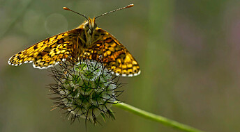 Butterfly hangs on for dear life