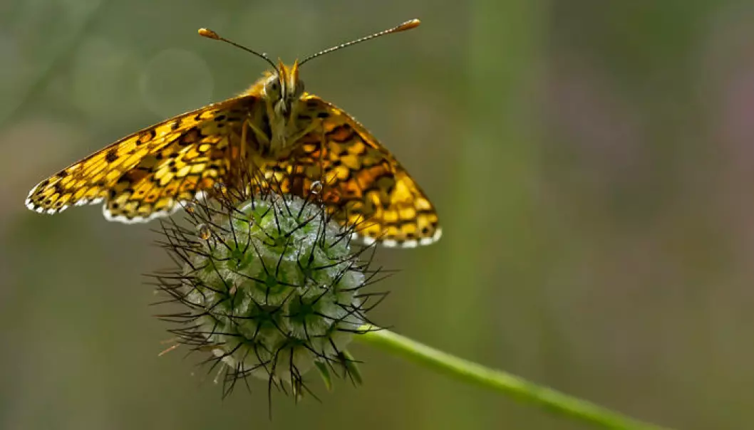 The Glanville Fritallary “checkerspot” butterfly (Melitaea cinxia). This species has adapted to a life on a small island southeast of Helsinki where winds pose the threat of unwanted migration. (Photo: Thomas Delahaye)