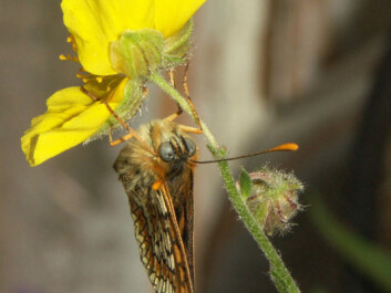 A Granville Fritallary hanging upside down from a flower. (Photo: Hannu Aarnio) A Granville Fritallary hanging upside down from a flower. (Photo: Hannu Aarnio)