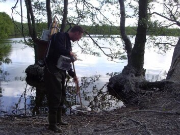 Some of the fish were eaten by cormorants. In order to find the PIT tags fitted on the fish, the researchers therefore had to search through the cormorants’ stool to establish that the fish had been eaten. (Photo: Christian Skov) Some of the fish were eaten by cormorants. In order to find the PIT tags fitted on the fish, the researchers therefore had to search through the cormorants’ stool to establish that the fish had been eaten. (Photo: Christian Skov)