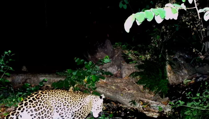 Critically endangered Javan leopard caught on camera