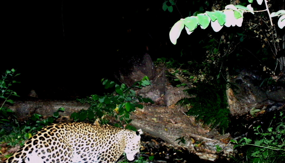 It will be interesting to investigate the amount of Java leopards on the relatively small area covered by the park, say Copenhagen Zoo researchers. (Photo: Copenhagen Zoo)