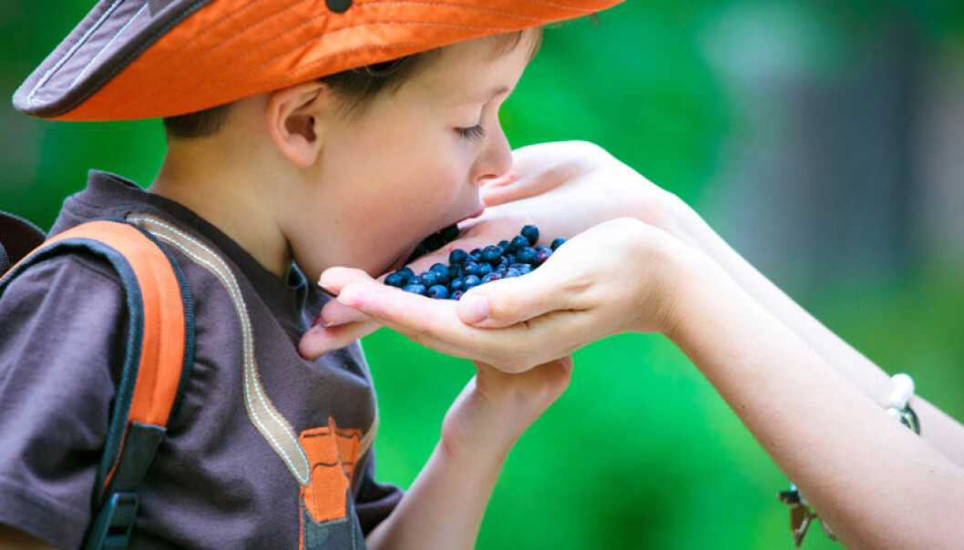 We all know that berries are good for us. But scientists have long tried and failed to explain how the healthy substances in berries affect our bodies. A new research project now sets out to find an answer. (Photo: Colourbox) We all know that berries are good for us. But scientists have long tried and failed to explain how the healthy substances in berries affect our bodies. A new research project now sets out to find an answer. (Photo: Colourbox)