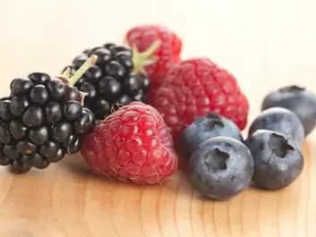 Up to now, scientists have attributed many of the health benefits of eating berries to antioxidants. But perhaps the healthy effect can also be caused by the beneficial substances in the berries interacting with the cell membranes in our bodies, and not only when they act as antioxidants and bind to harmful substances in the body. (Photo: Colourbox) 