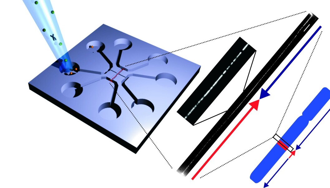 A single piece of DNA stretched out on a chip with micro- and nanochannels. The pattern on the DNA is photographed through a microscope. A comparison of this picture with a pattern from the human reference genome shows that part of the pattern on the DNA has changed direction in relation to the reference. (Photo: Rodolphe Marie) A single piece of DNA stretched out on a chip with micro- and nanochannels. The pattern on the DNA is photographed through a microscope. A comparison of this picture with a pattern from the human reference genome shows that part of the pattern on the DNA has changed direction in relation to the reference. (Photo: Rodolphe Marie)