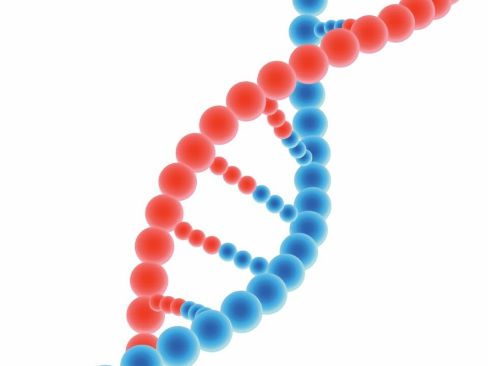 DNA is composed of four nucleotide bases: adenine, thymine, guanine and cytosine, which are located in pairs opposite one another on the two DNA strands. (Photo: Colourbox)