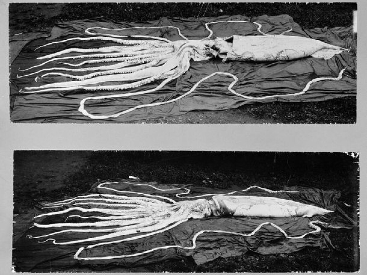 All Giant Squids Are Close Kin