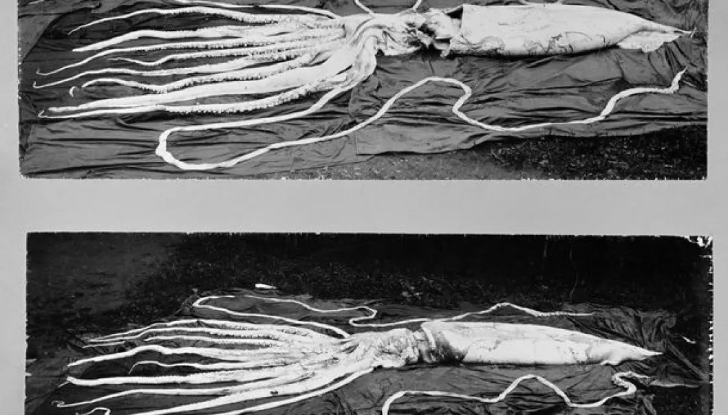 The two largest giant squids found in Norway. Arms included, one is 10 metres long and the other is 12 metres. They were found at Hemne, Sør-Trøndelag County in 1896. (Photo: NTNU Museum of Natural History and Archaeology)