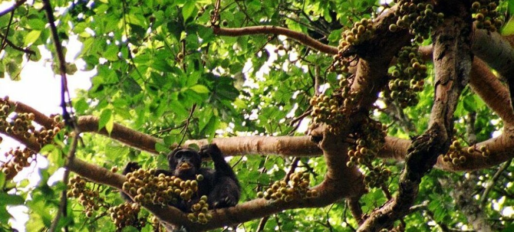 Ape hunt ruins rain forest fruit trees
