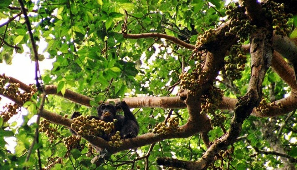 A chimpanzee gorging on figs in a tree. When chimps and other simians eat fruit, they spread the seeds in the process. When apes and monkeys vanish, in part because of being hunted as food, fruit-bearing trees are also threatened. (Photo: Drrobert/Wikimedia Creative Commons)