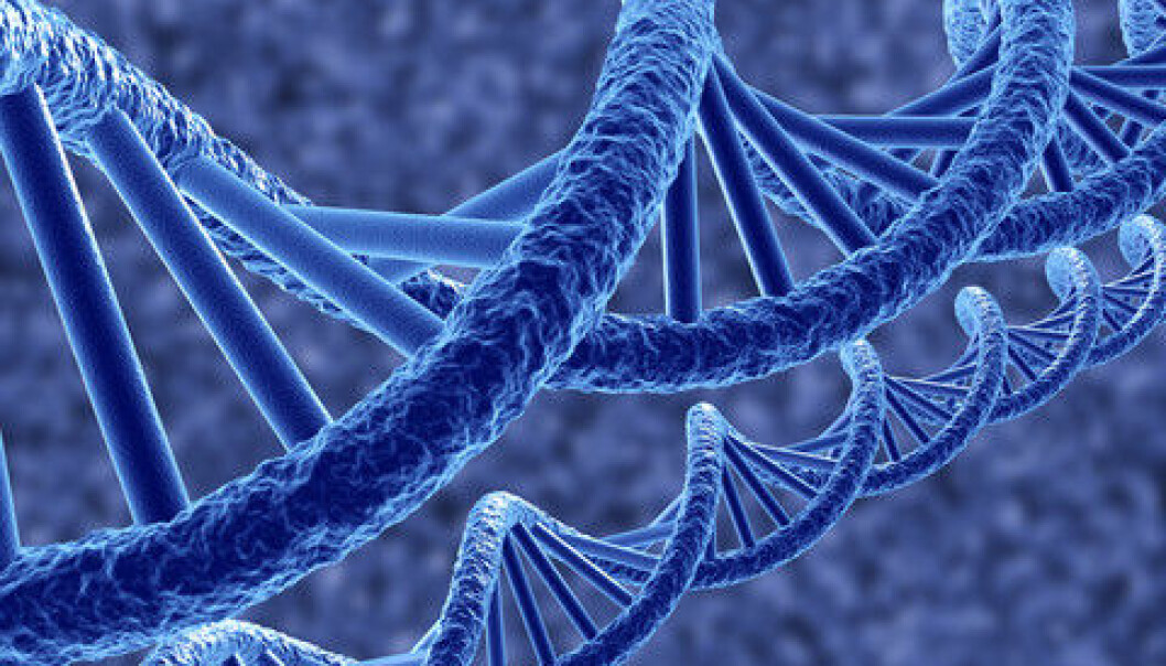The researchers have analysed a total of 40 billion genetic positions, which is equivalent to 13 human genomes. (Photo: Colourbox) The researchers have analysed a total of 40 billion genetic positions, which is equivalent to 13 human genomes. (Photo: Colourbox)
