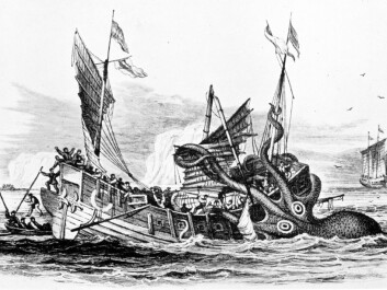 Giant squids gave rise to the mythical sinker of ships, the Kraken, in Norwegian and Icelandic mythology. No giant squids have been observed attacking boats or humans in modern times. (Illustration: Pierre Denys de Montfort/Wikimedia Commons) Giant squids gave rise to the mythical sinker of ships, the Kraken, in Norwegian and Icelandic mythology. No giant squids have been observed attacking boats or humans in modern times. (Illustration: Pierre Denys de Montfort/Wikimedia Commons)