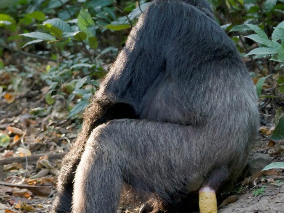When chimpanzees and other simians relieve themselves, the seeds from their meals are often found in the dung. This is natural fertiliser which creates excellent growing conditions. (Photo: Ikiwaner/Wikimedia Creative Commons)