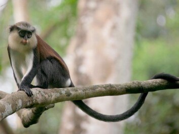 The researchers studied areas in nature reserves close to the border between Nigeria and Cameroon. If an area had a sparse population of wild primates, it also had fewer fruit-bearing trees. (Photo: CERCOPAN/Wikimedia Commons) The researchers studied areas in nature reserves close to the border between Nigeria and Cameroon. If an area had a sparse population of wild primates, it also had fewer fruit-bearing trees. (Photo: CERCOPAN/Wikimedia Commons)