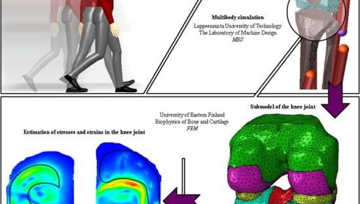Skeleton Simulation Simulation models to determine health of skeletal system
