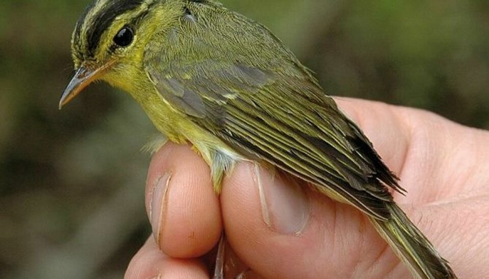An example of a new bird species named Limestone Leaf Warbler. Closely related to the Swedish Willow Warbler. (Photo: Ulf Johansson/Museum of Natural History/cc)