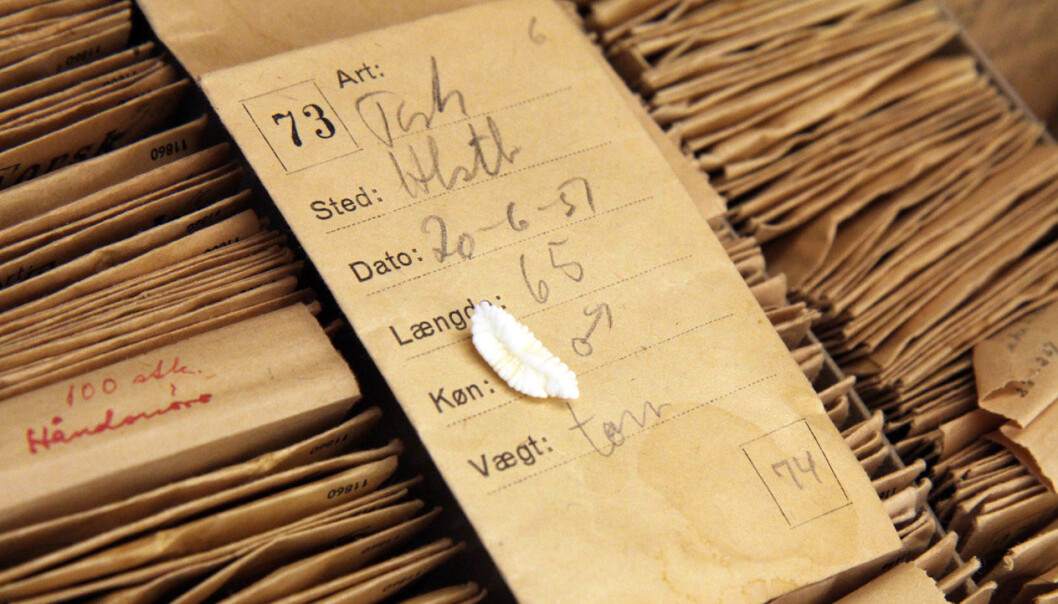 The Greenland Institute of Natural Resources in Nuuk has one of the world’s most complete collections of old ololiths from cod. The latest DNA methods enable researchers to ‘travel back in time’ to determine where the fish from the great Greenland fishery boom came from: Greenland or Iceland? (Photo: Line Reeh) The Greenland Institute of Natural Resources in Nuuk has one of the world’s most complete collections of old ololiths from cod. The latest DNA methods enable researchers to ‘travel back in time’ to determine where the fish from the great Greenland fishery boom came from: Greenland or Iceland? (Photo: Line Reeh)