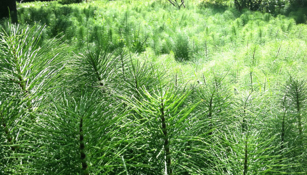Horsetails can grow to half a metre in height and form a dense, bushy covering. (Photo: Brambleshire/Wikimedia Commons)
Horsetails can grow to half a metre in height and form a dense, bushy covering. (Photo: Brambleshire/Wikimedia Commons)